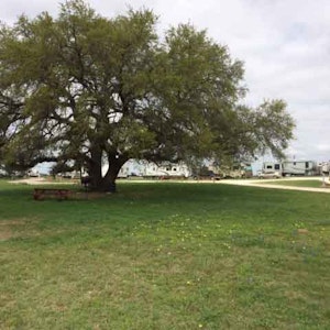Beautiful Large Live Oak Tree