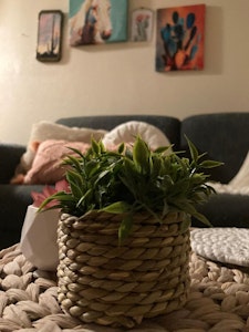 //hemlane-production.s3.amazonaws.com/uploads/property_listing_photos/6d95ec4a-fb08-4b28-b99c-3bfcd3f4d396/front room close up plant.jpg